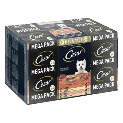 Cesar Vaschette 24 x 150 g Umido per cane - Ricette classiche