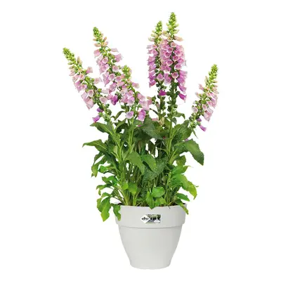 Vaso da fiori bianco 25x21cm 6,5L